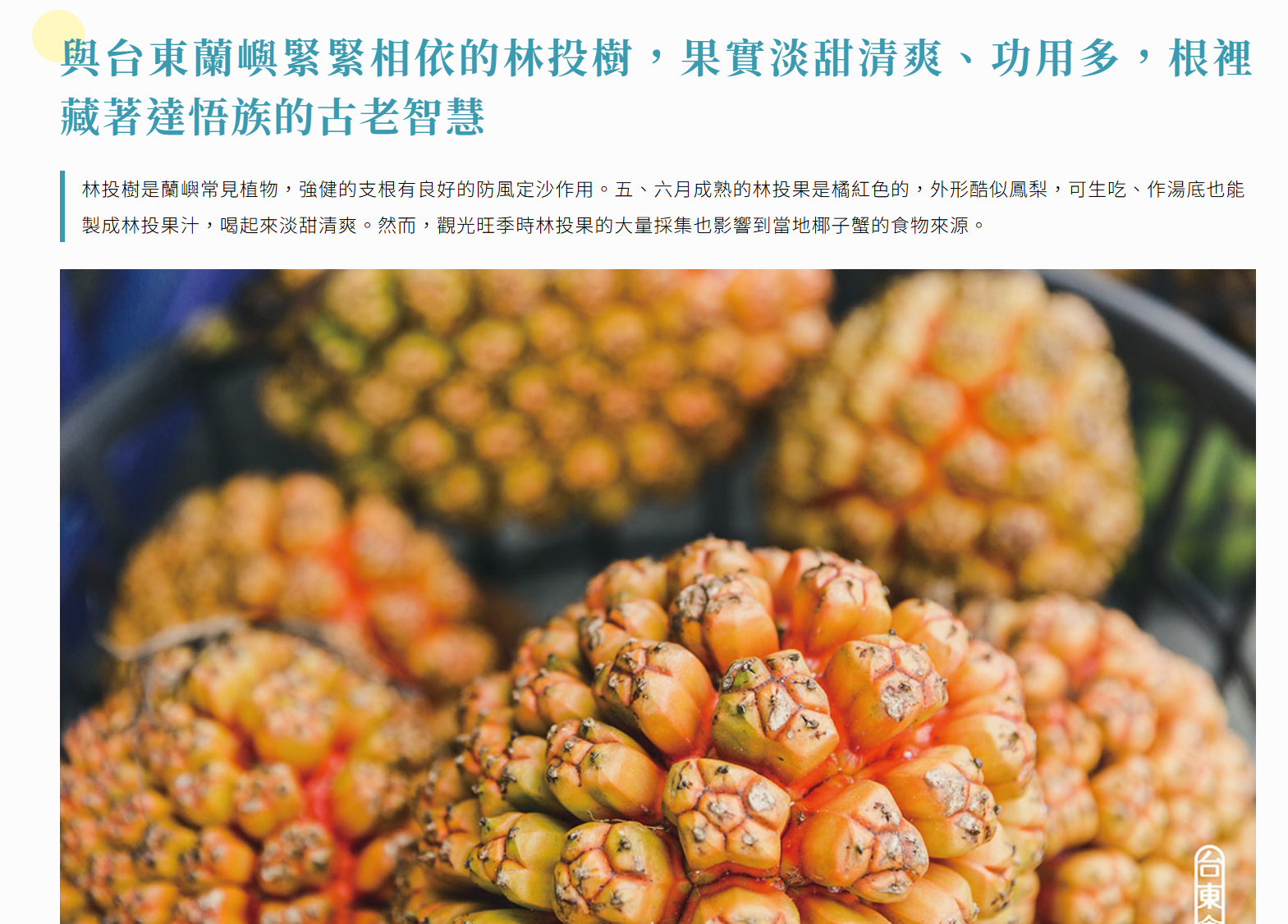 與台東蘭嶼緊緊相依的林投樹，果實淡甜清爽、功用多，根裡藏著達悟族的古老智慧